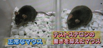 テストステロンの働き 画像2