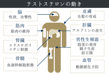 テストステロンの働き 画像1