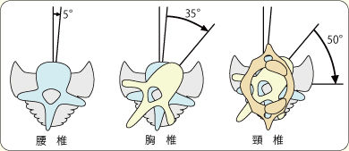 椎骨可動域 画像1