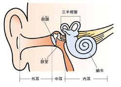 耳の構造　画像１