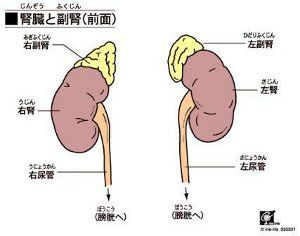 副腎 画像1