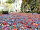 紅葉