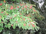 何の木かな。