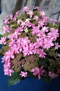 紫陽花ダンスパーティー2