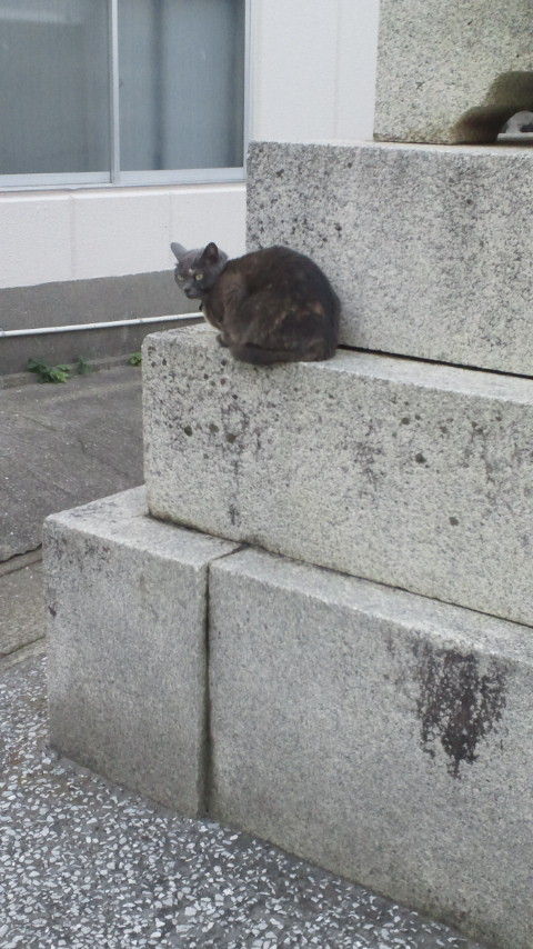 ねこおおおお