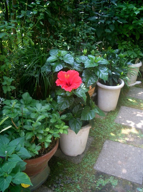 CIMG0299