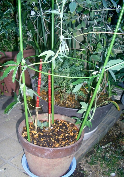 CIMG0286