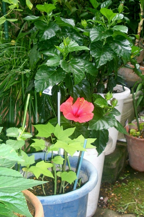 CIMG0331