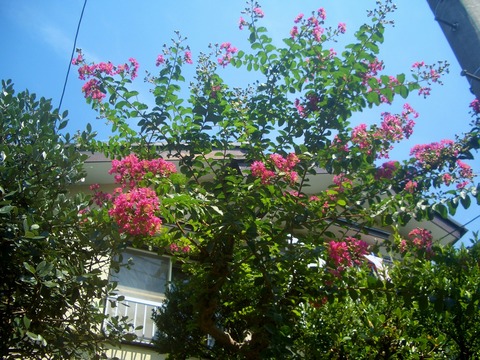 CIMG0350