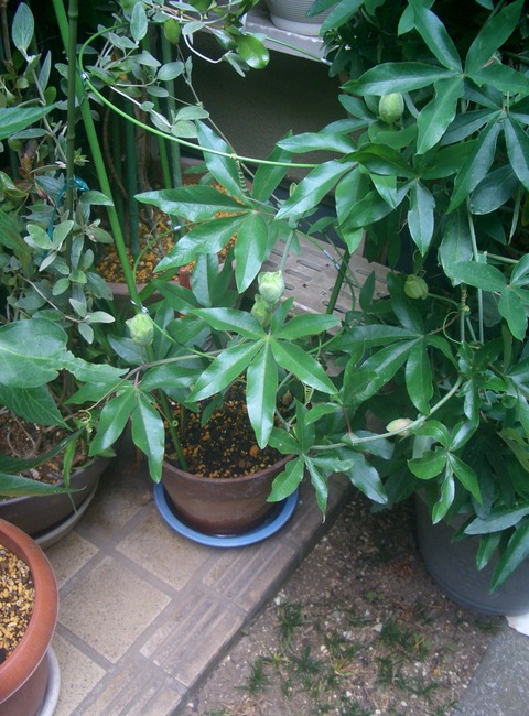 CIMG0317