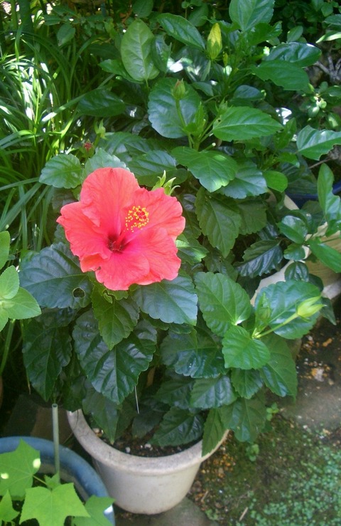 CIMG0371