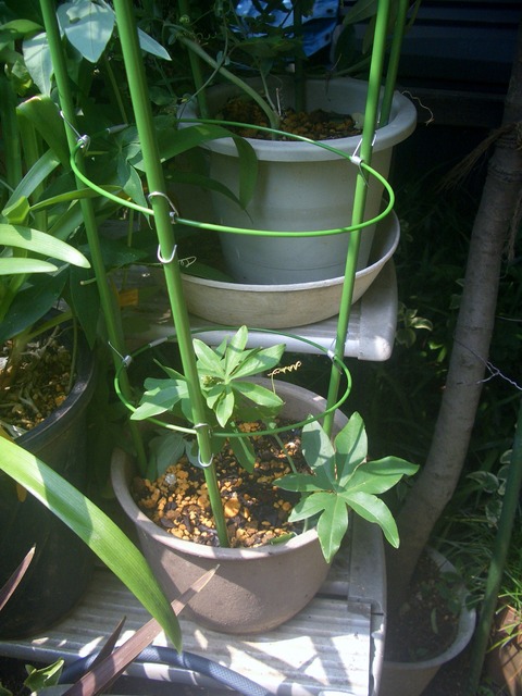 CIMG0295