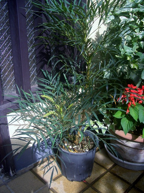 CIMG0052