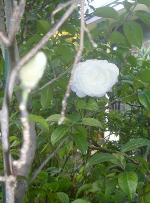 CIMG0307