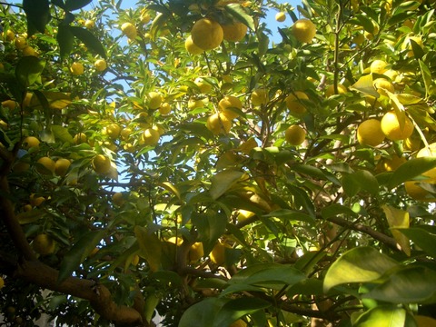 CIMG0319
