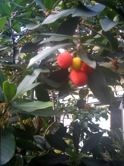 CIMG0306