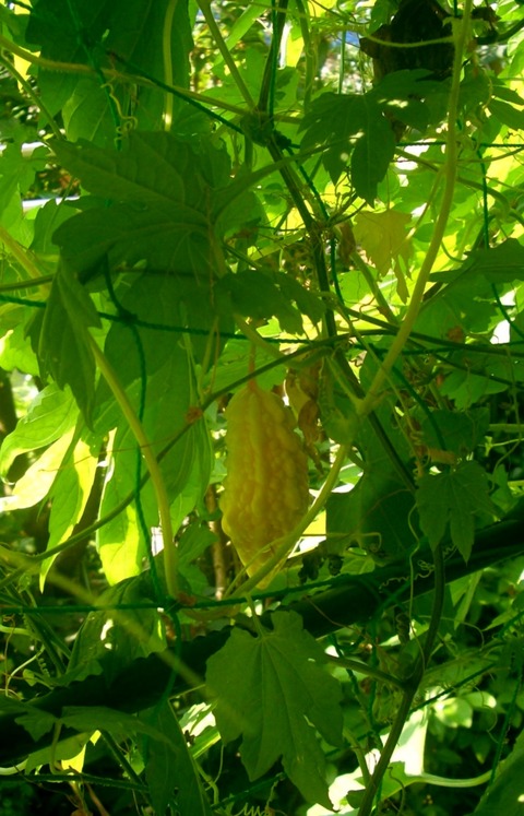 CIMG0293