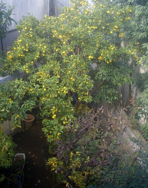 CIMG0299