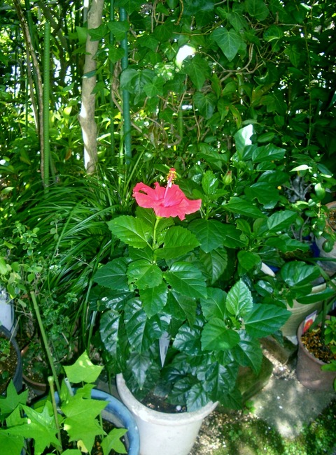CIMG0383