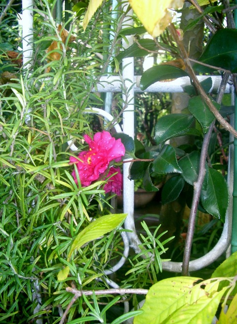 CIMG0302