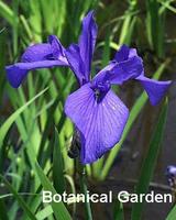 Kakitsubata (Iris laevigata)