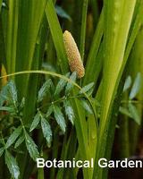 Shōbu (Acorus calamus)