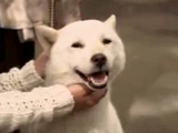 Softbank Cute Dog 2