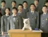 Teacher Dog