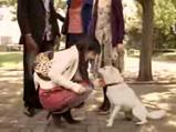 Softbank Cute Dog