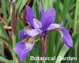 Ayame (Iris sanguinea)