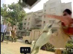 White Family Dog Saves Girl ed