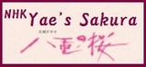 Yae's Sakura