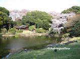 TNM Garden with tea House