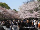 Blossom Promenade at Ueno