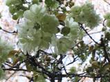 Double Cherry Blossom in Garden
