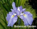 Hana Shōbu (Iris ensata)