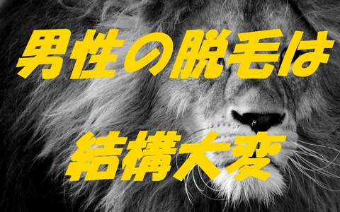 lion-3260558_1920