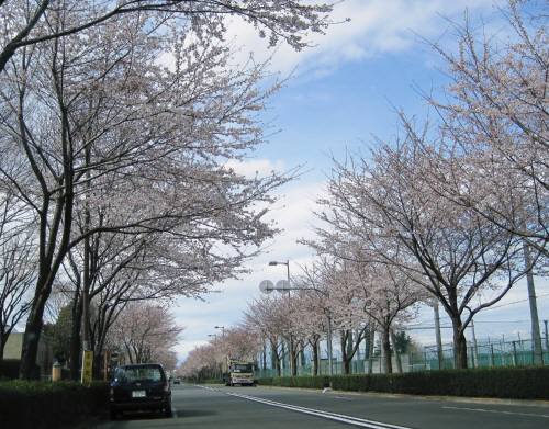 01滑走路桜
