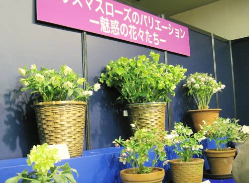 21クリスマスR3花
