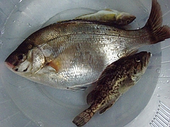 子持ちの鯛