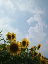 22e98796.jpg