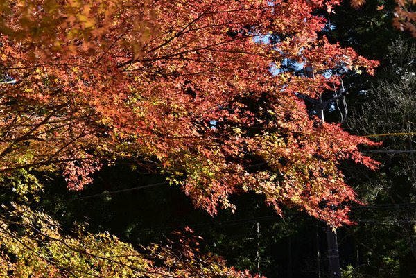 DSC_8772_edited-1