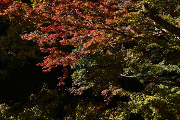 DSC_8948_edited-1