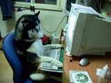 INU