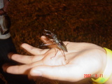 ミヤマクワガタ