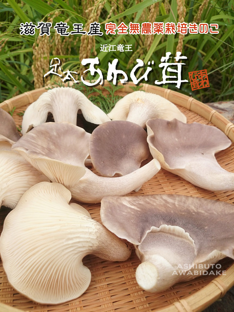 足太あわび茸