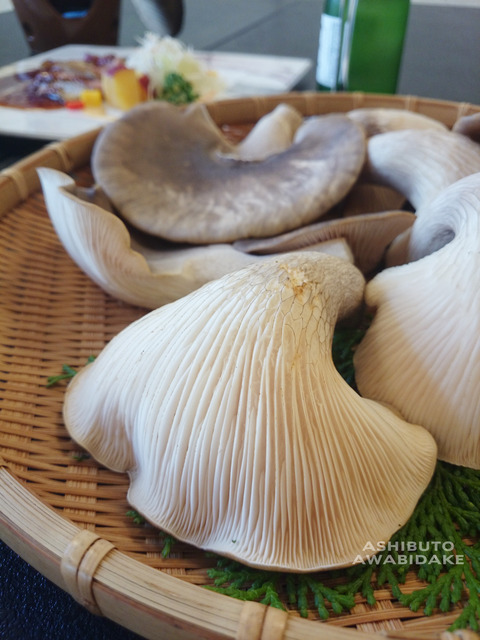 足太あわび茸(滋賀竜王産)無農薬キノコ (1)