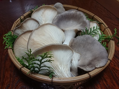 足太あわび茸(滋賀竜王産)
