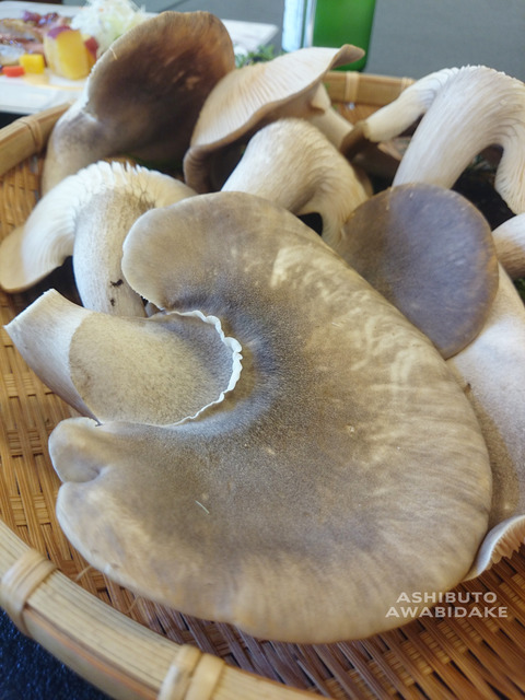 足太あわび茸(滋賀竜王産)無農薬キノコ (2)