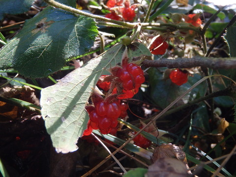 PB161855